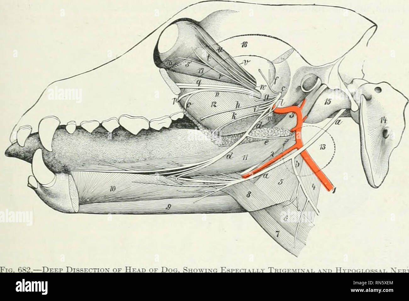 MN is a branch of the posterior trunk of the inferior alveolar nerve