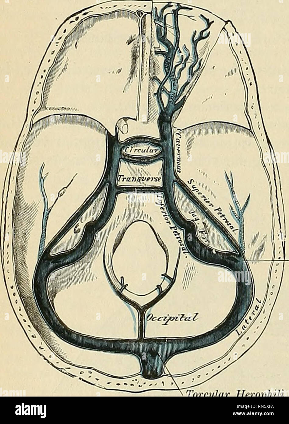 . Anatomy, descriptive and applied. Anatomy. 726 THE VASCULAR SYSTEMS