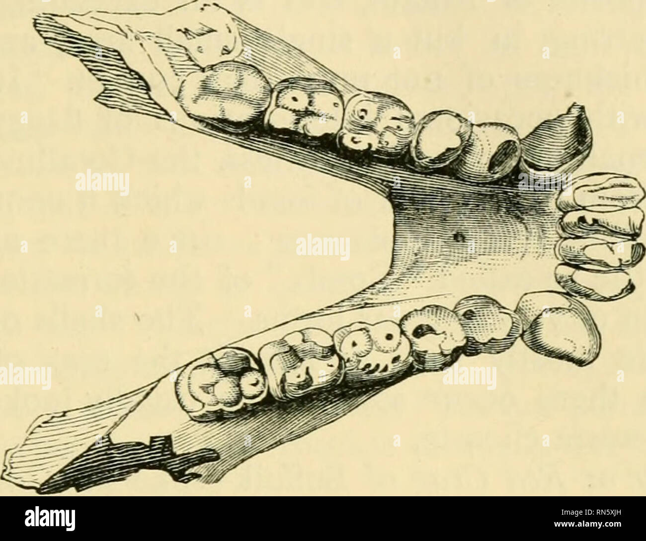 Dryopithecus hires stock photography and images Alamy