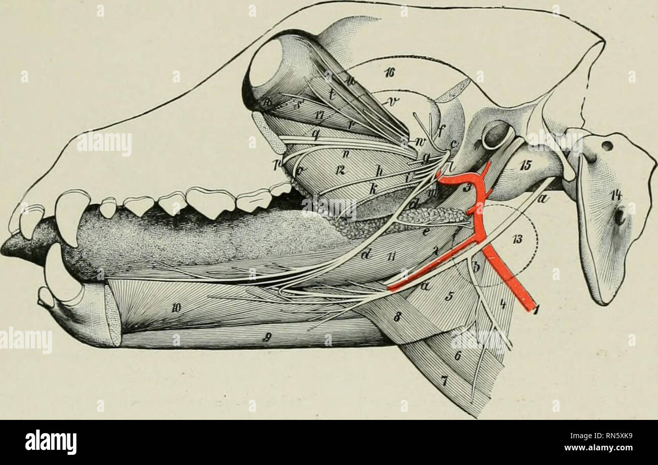 MN is a branch of the posterior trunk of the inferior alveolar nerve