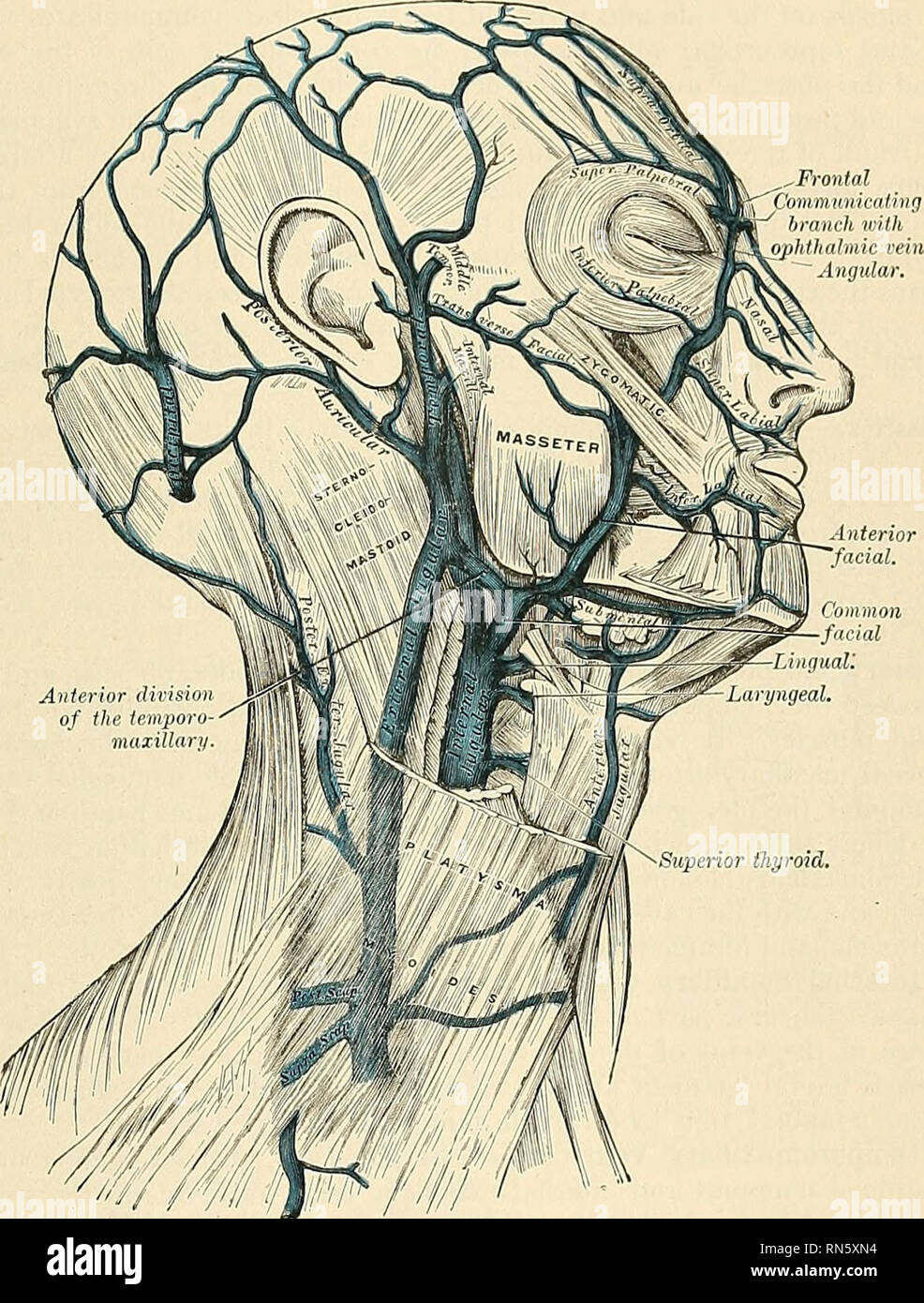 Internal Jugular Vein Stock Photos Internal Jugular Vein