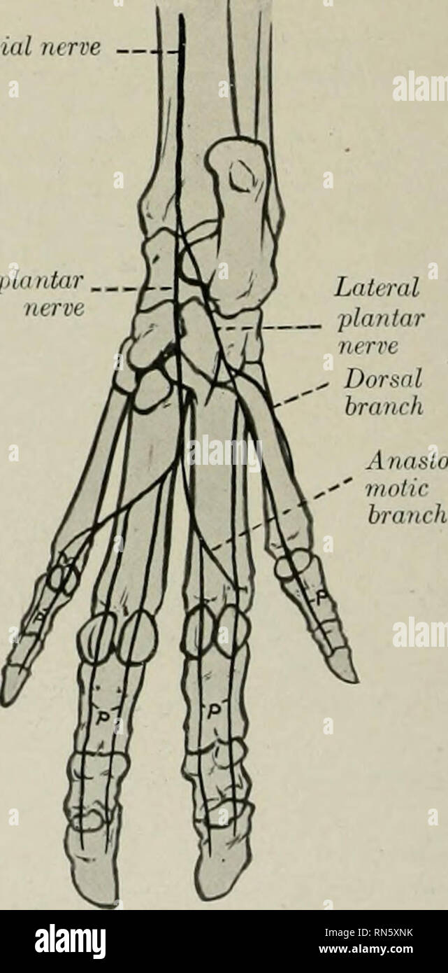 . The anatomy of the domestic animals. Veterinary anatomy. Tibial nerve