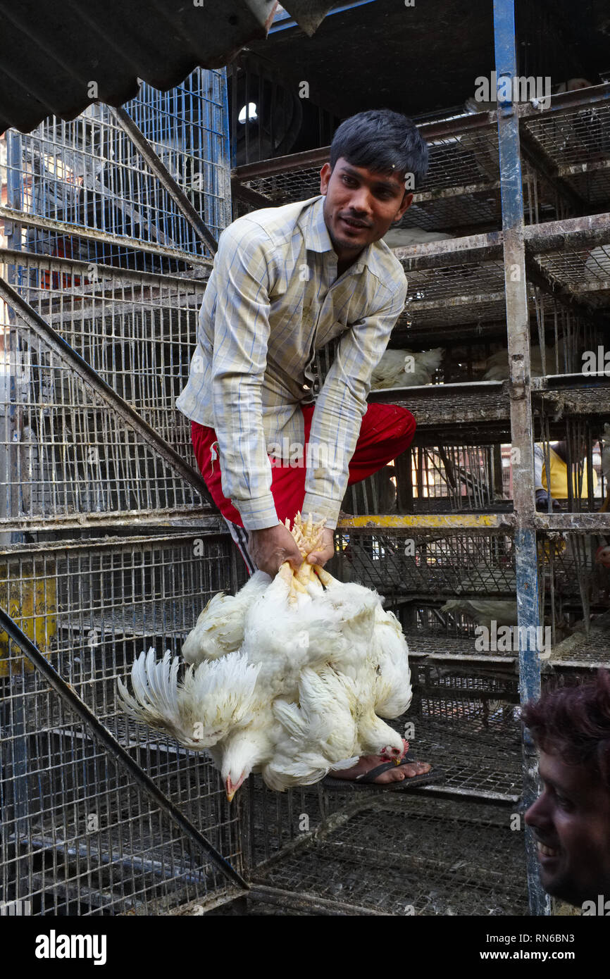 Chicken slaughter hires stock photography and images Alamy