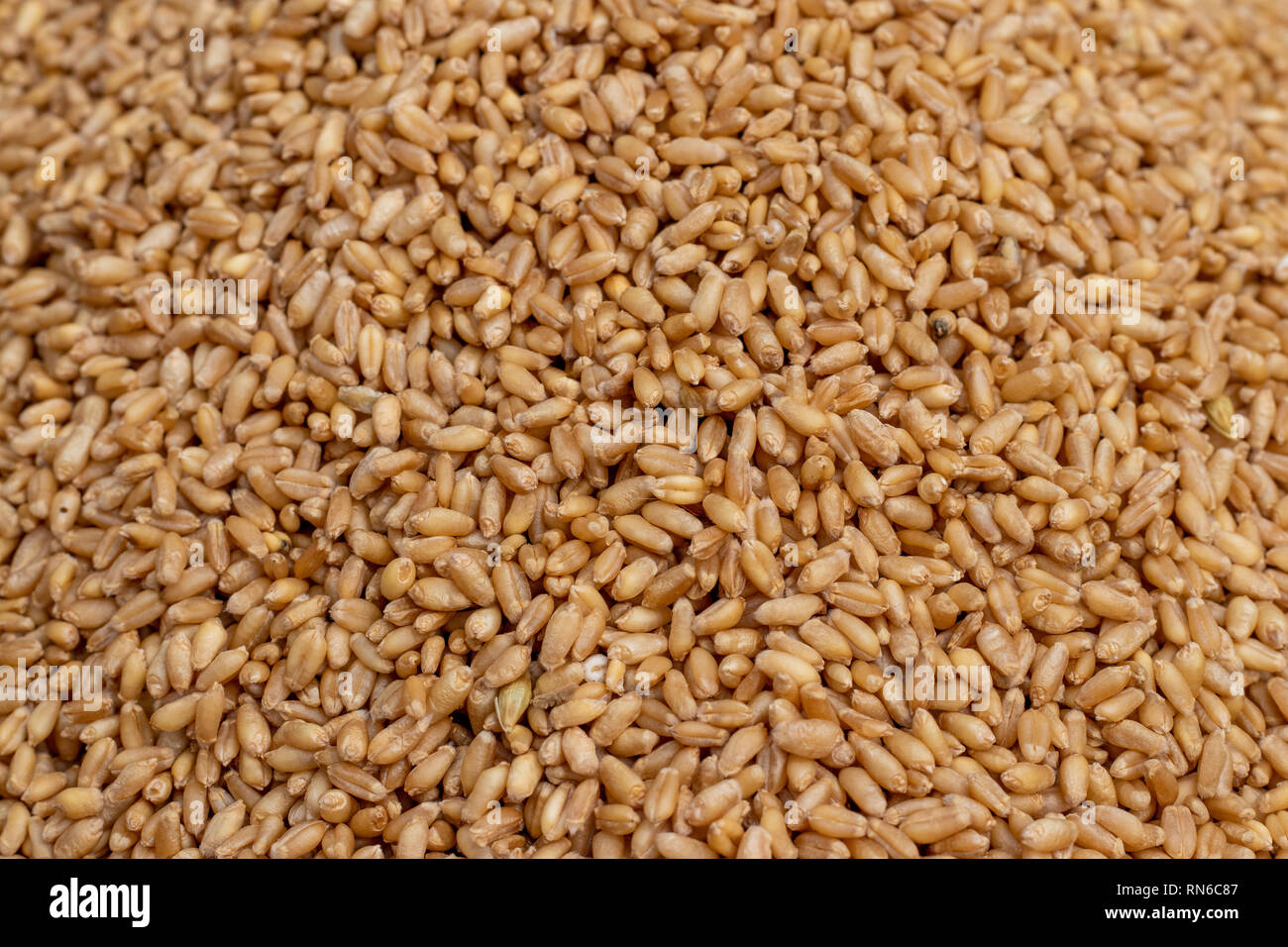 Whole wheat berries hires stock photography and images Alamy