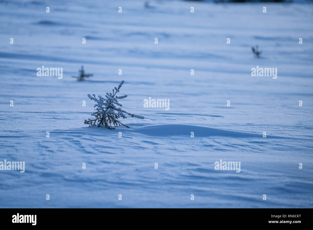 Little spruce tree sapling and snow detail at winter with copy space. For background usage Stock Photo