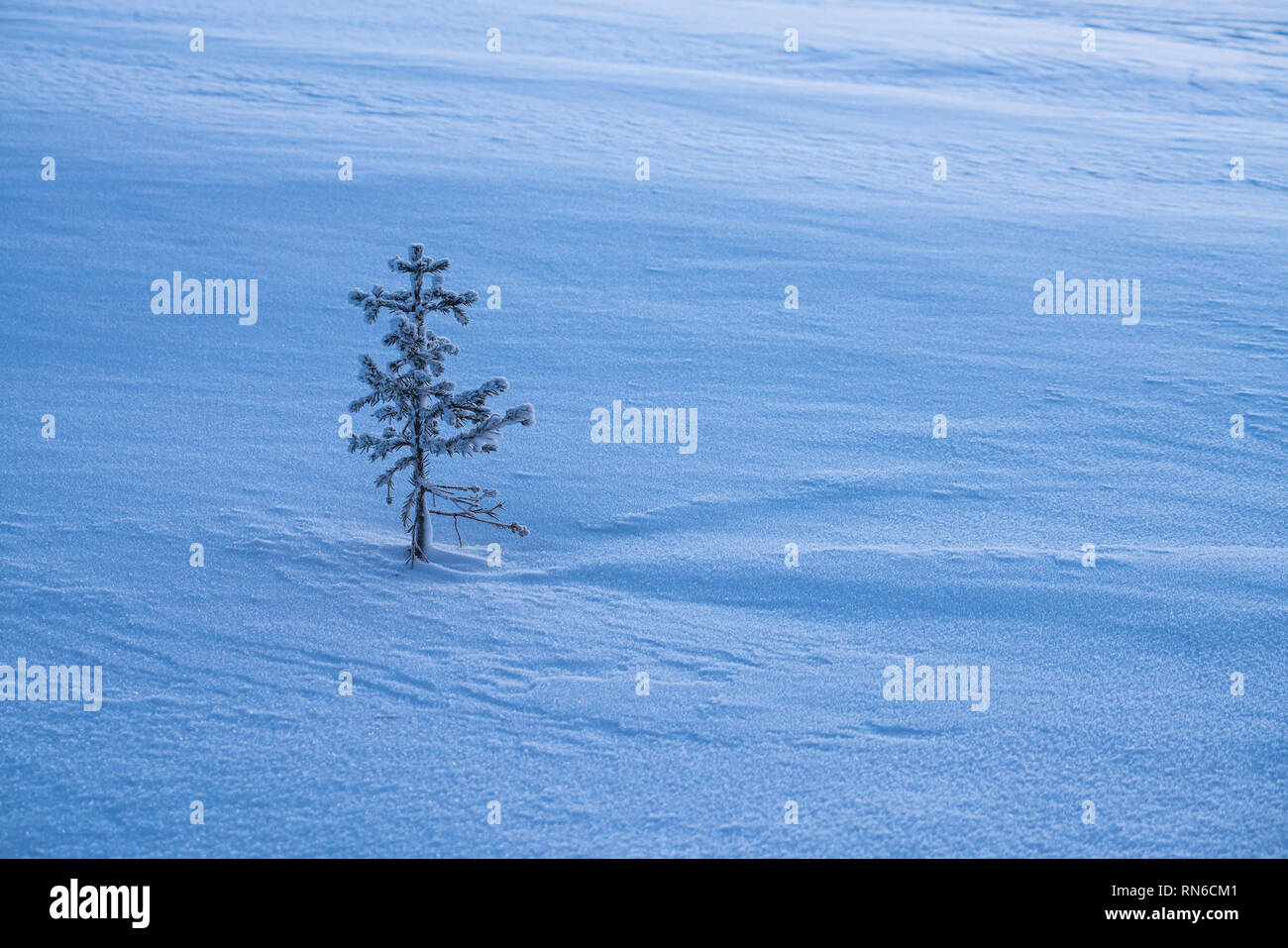 Little spruce tree sapling and snow detail at winter with copy space. For background usage Stock Photo
