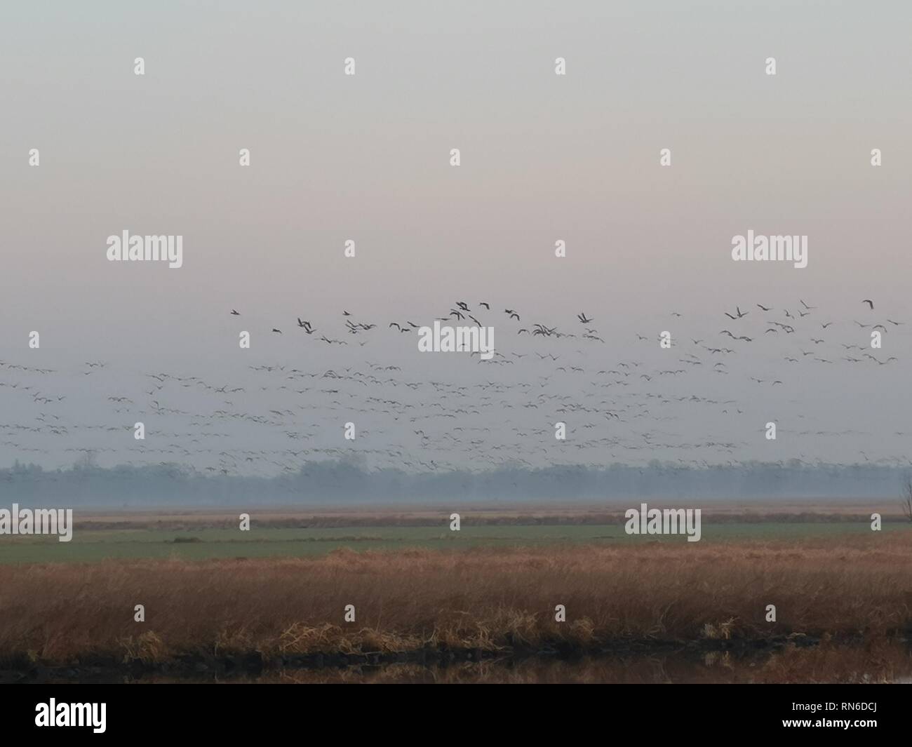 Wildvögel im Morgennebel, Landschaft, Morgengrau Stock Photo
