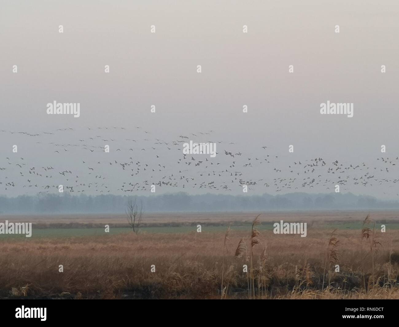 Wildvögel im Morgennebel, Landschaft, Morgengrau Stock Photo