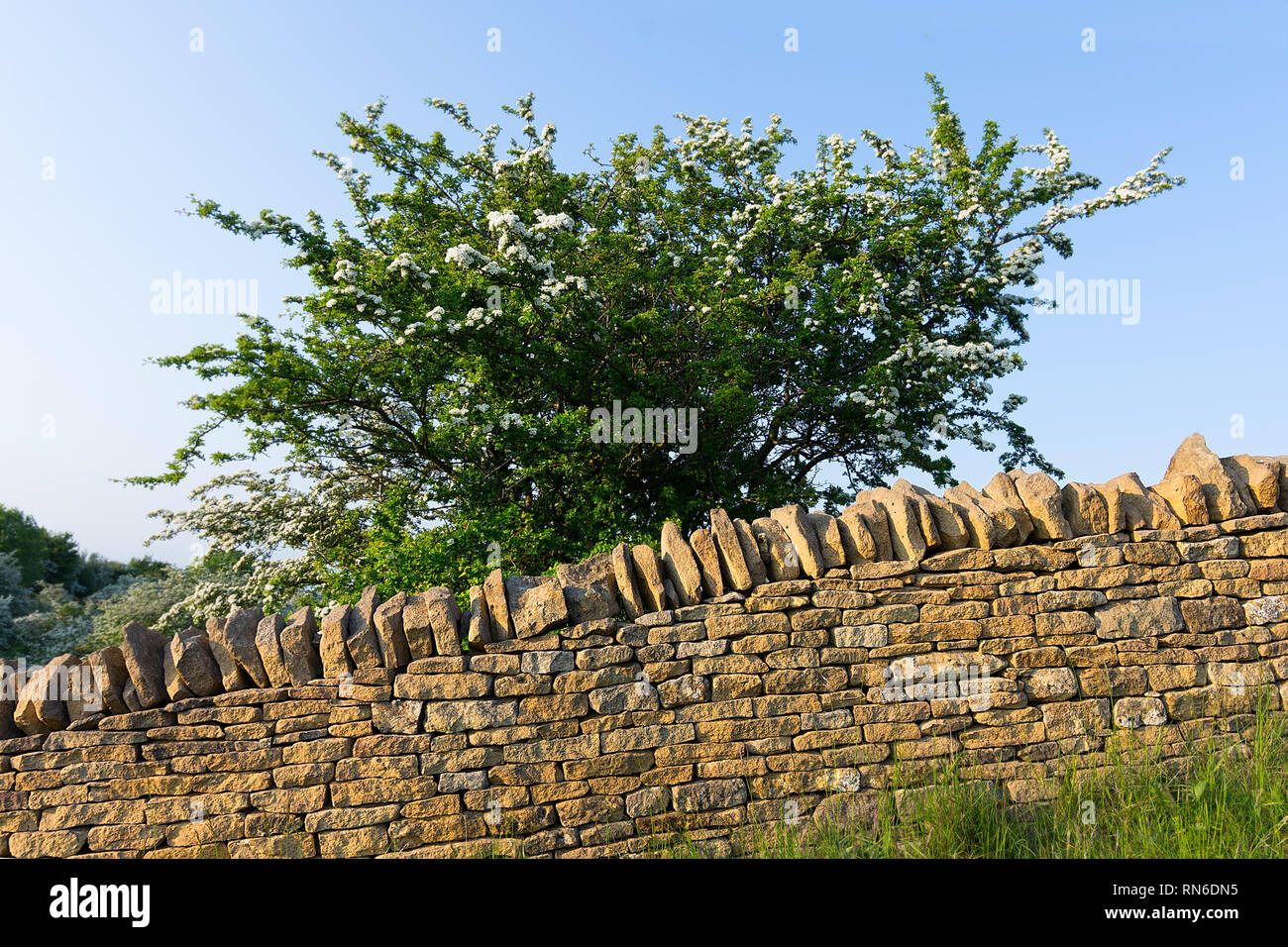 A cotswold stone dry stone wall stands in front of a blossom tree at golden hour. Stock Photo