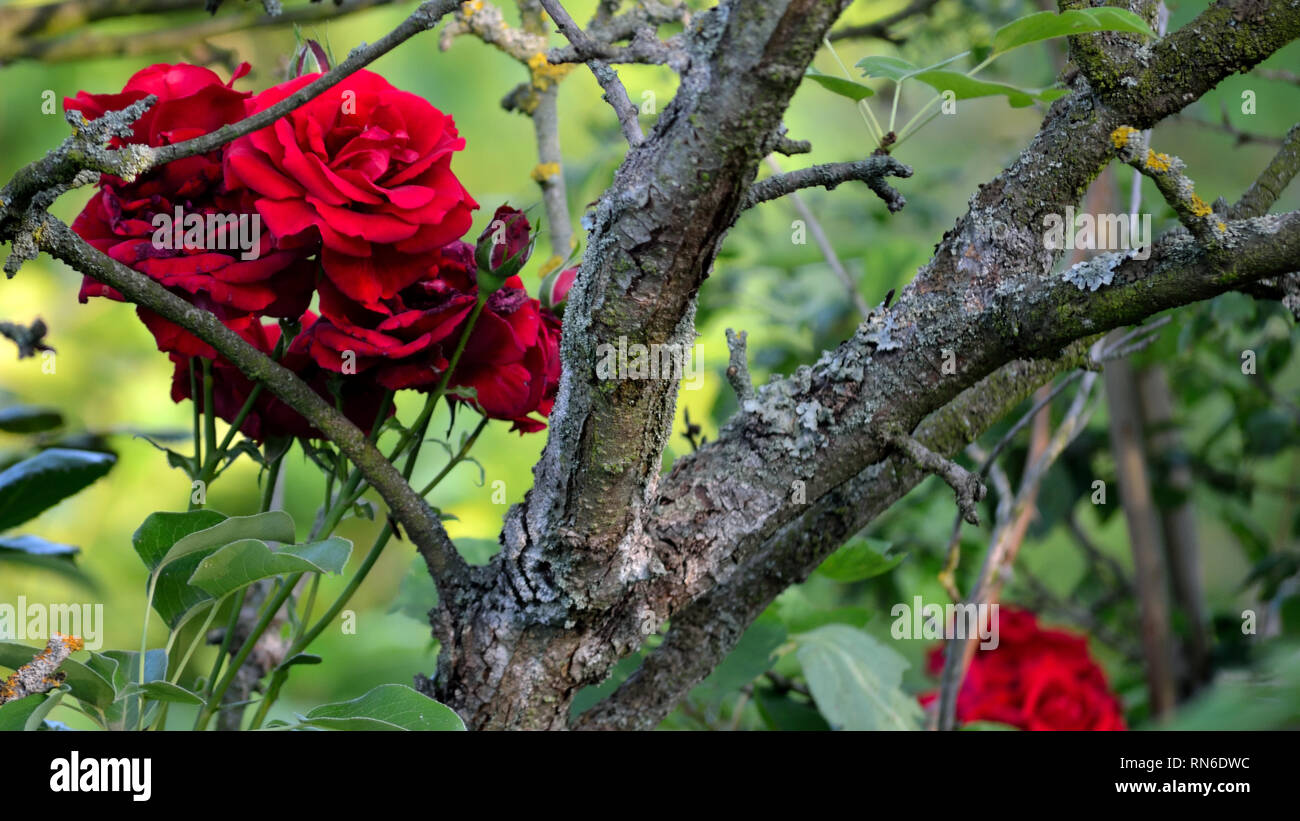 Red rose growing along a old apple tree Stock Photo