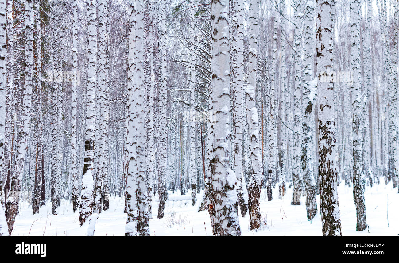 Beautiful winter birch forest Stock Photo
