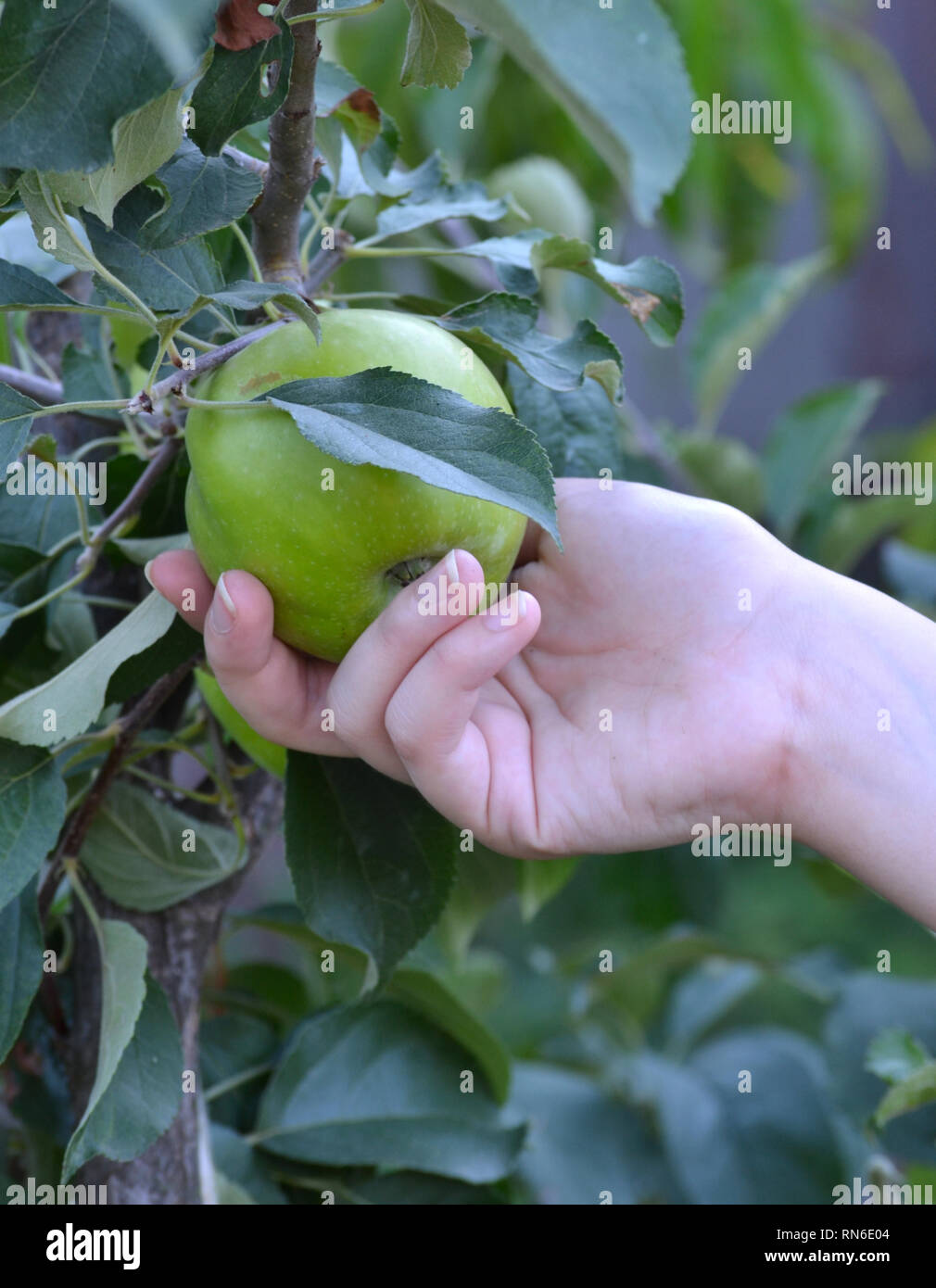Hand picking fruit from apple tree , Malus pumila Stock Photo