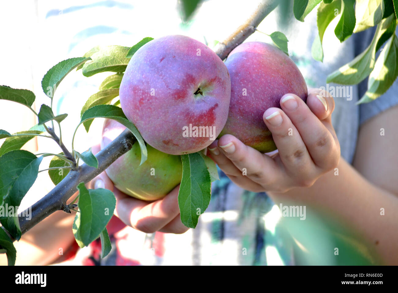 Hand holding apple on tree in orchard, Red Delicious Stock Photo