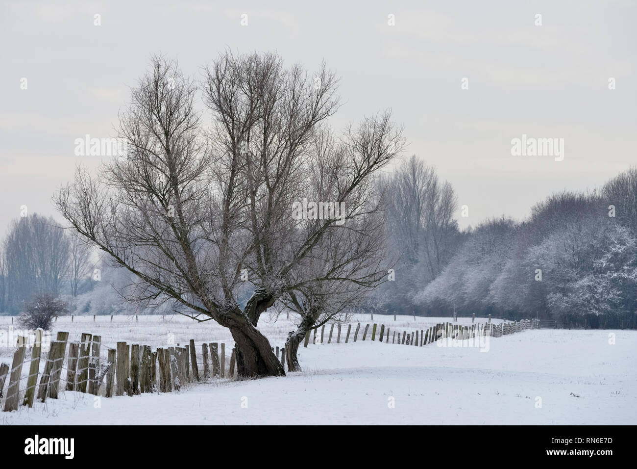 Old pollard tree on a frosty winter morning on snow covered farmland, in rural environment, Lower Rhine region, North Rhine Westfalia, Germany. Stock Photo