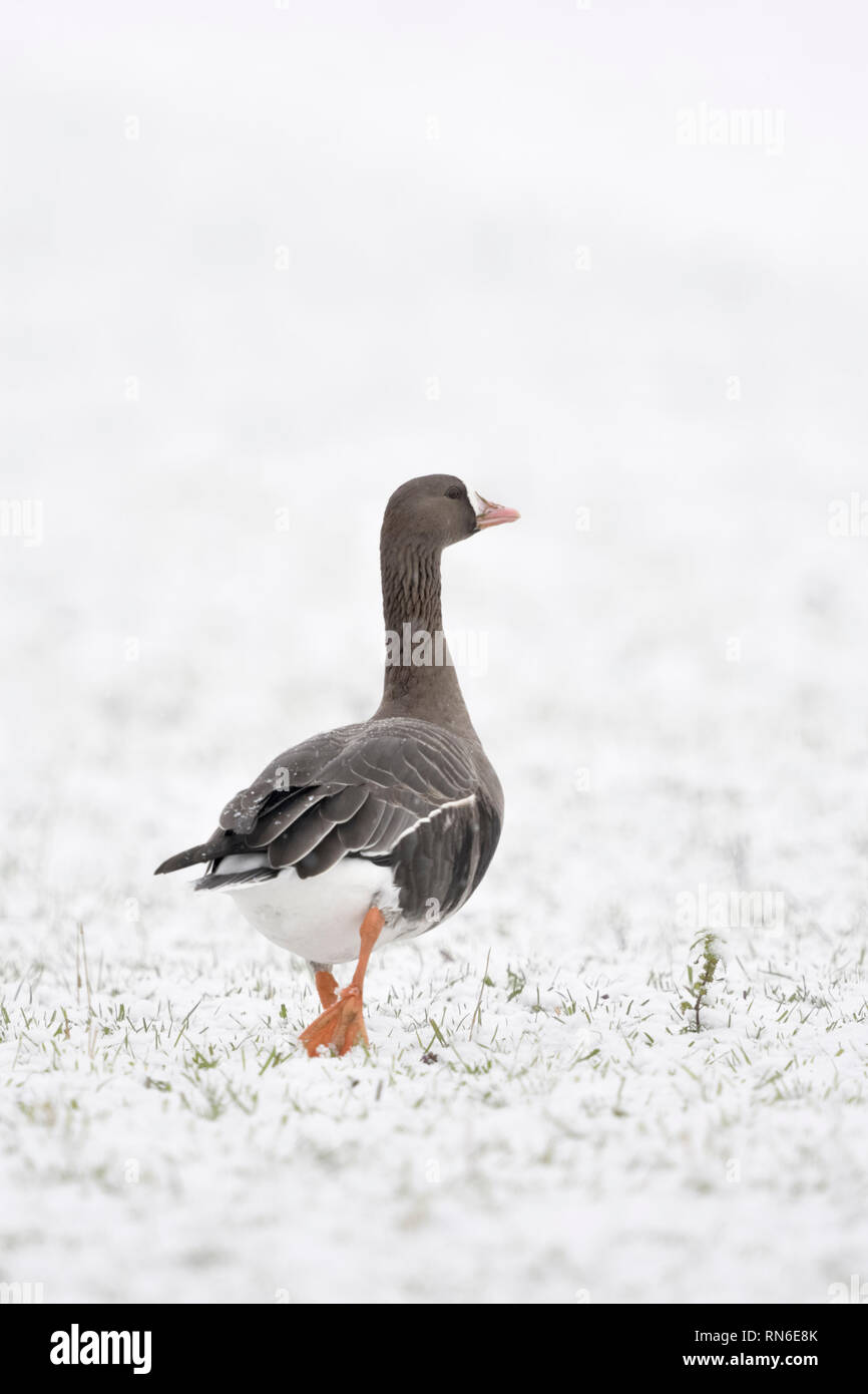 Greater White-fronted Goose / Blaessgans ( Anser albifrons ), single bird in winter, snow, walking away, looks funny, wildlife, Europe. Stock Photo