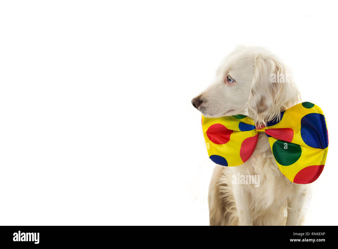 CUTE DOG DRESSED AS A CLOWN. CARNIVAL OR HALLOWEEN COSTUME. ISOLATED STUDIO SHOT ON WHITE BACKGROUND. Stock Photo