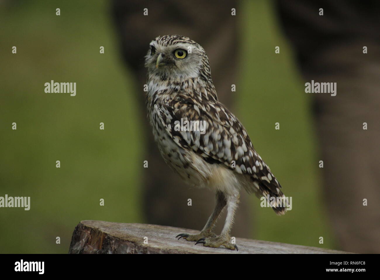 Little Owl, Muncaster Castle, Cumbria, England, United Kingdom Stock Photo