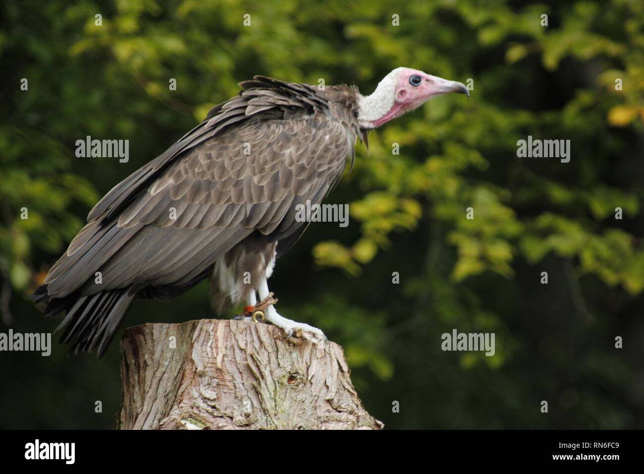 Perching hooded vulture, Muncaster Castle, Cumbria, England, United Kingdom Stock Photo
