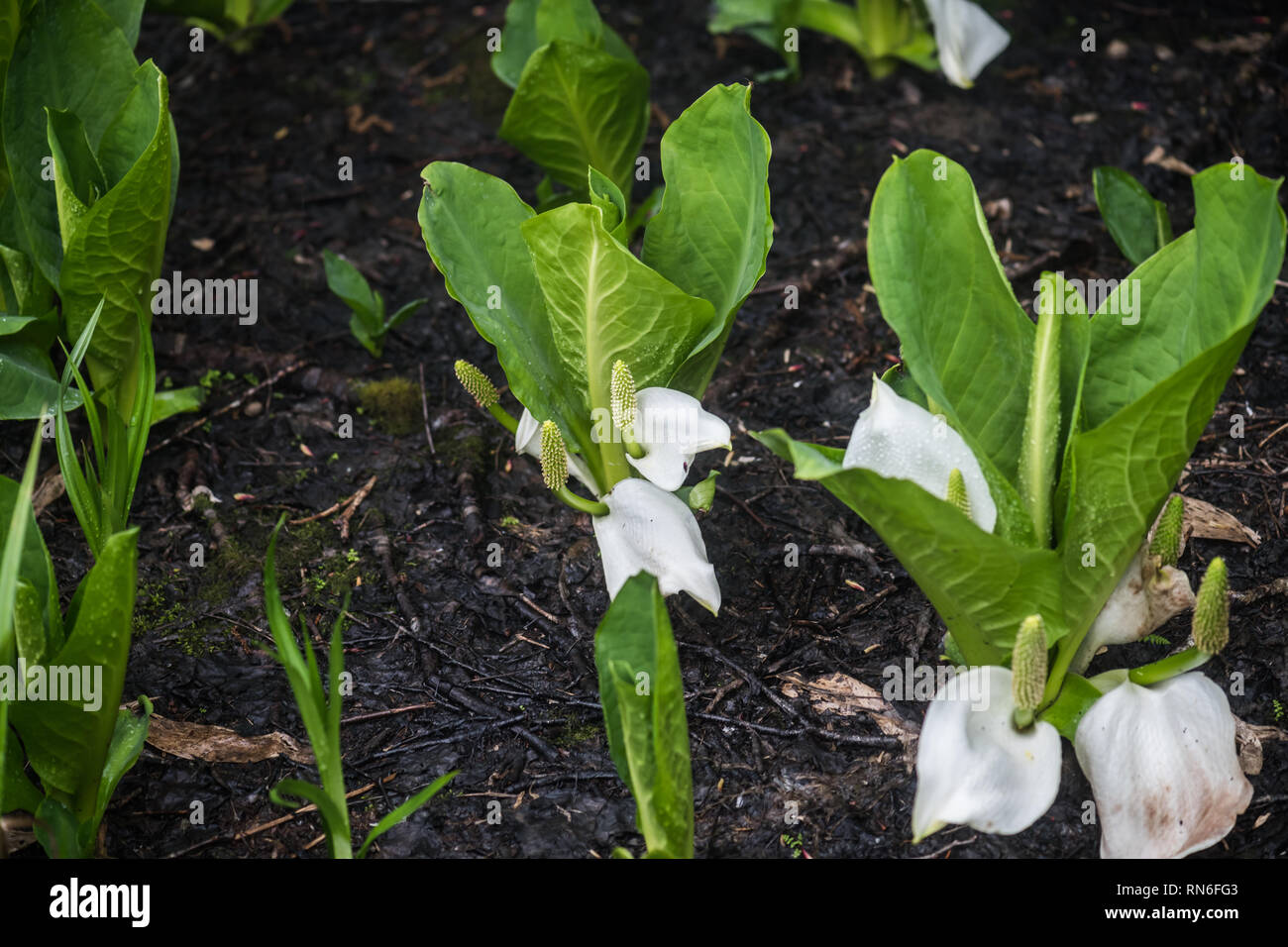Asian skunkcabbage (Lysichiton camtschatcensis) flowering in swamps