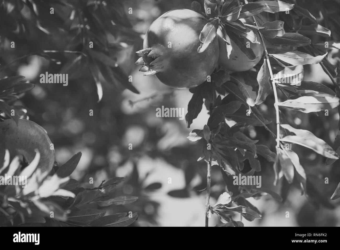 Grenade Apple Black And White Stock Photos Images Alamy Grenade Apple Black And White Stock Photos Images Alamy