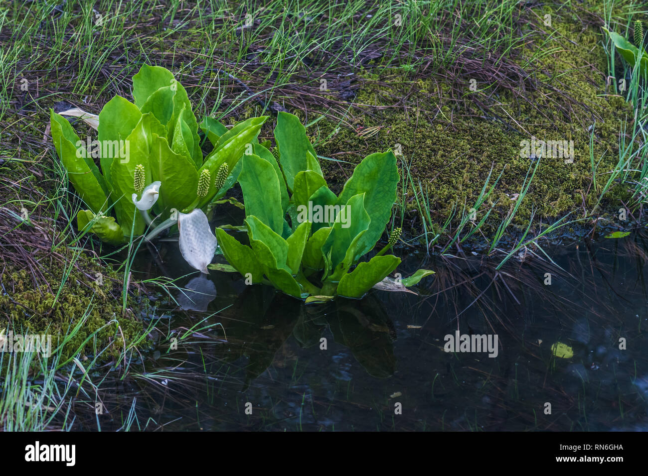 Asian skunk-cabbage (Lysichiton camtschatcensis) flowering beside of a