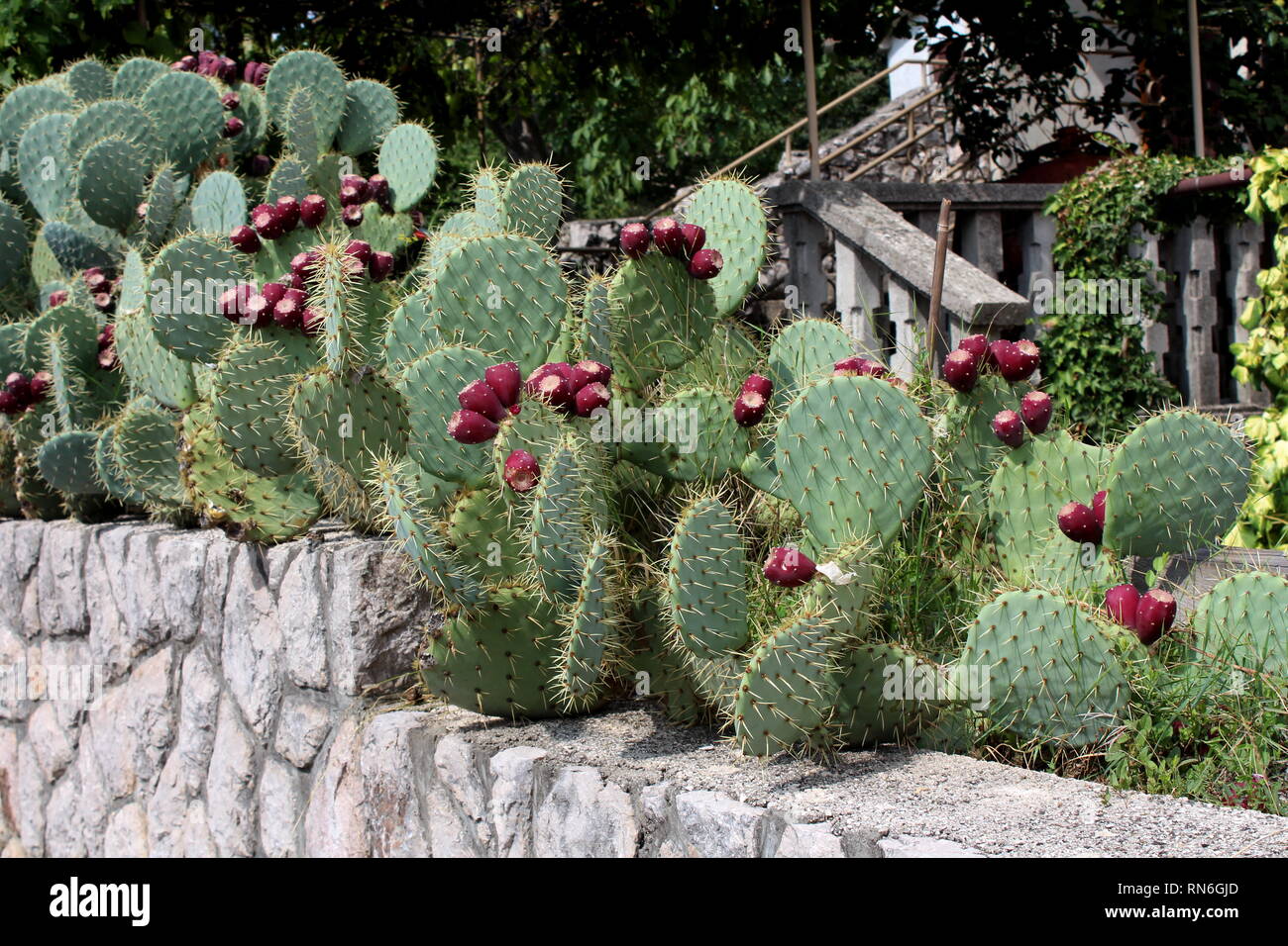 Barbary fig or Opuntia ficus-indica or Prickly pear or Indian fig opuntia or Cactus pear or Spineless cactus plants with multiple fresh brown fruits Stock Photo