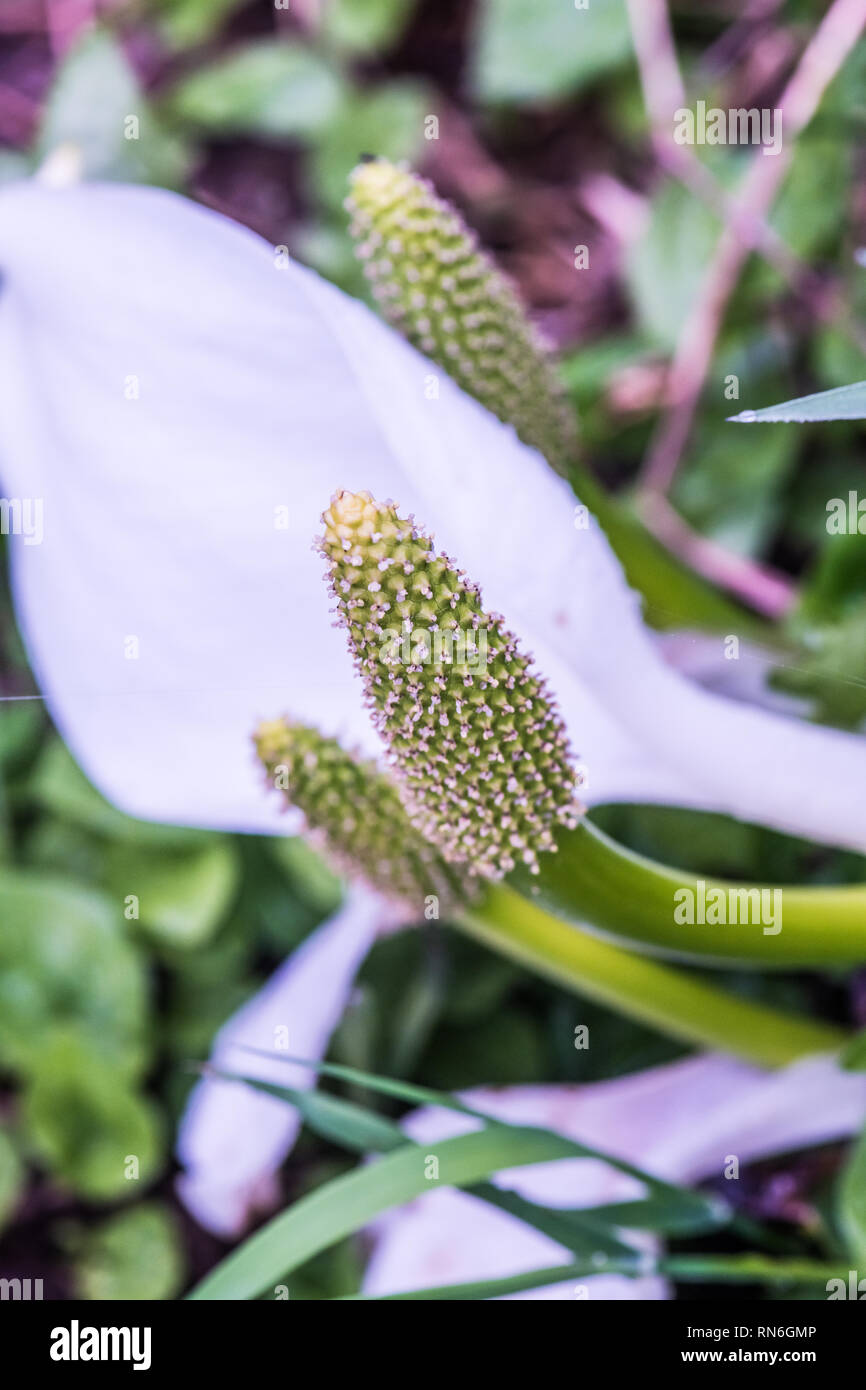 Asian skunk-cabbage (Lysichiton camtschatcensis) at Tsugaike, Hakuba