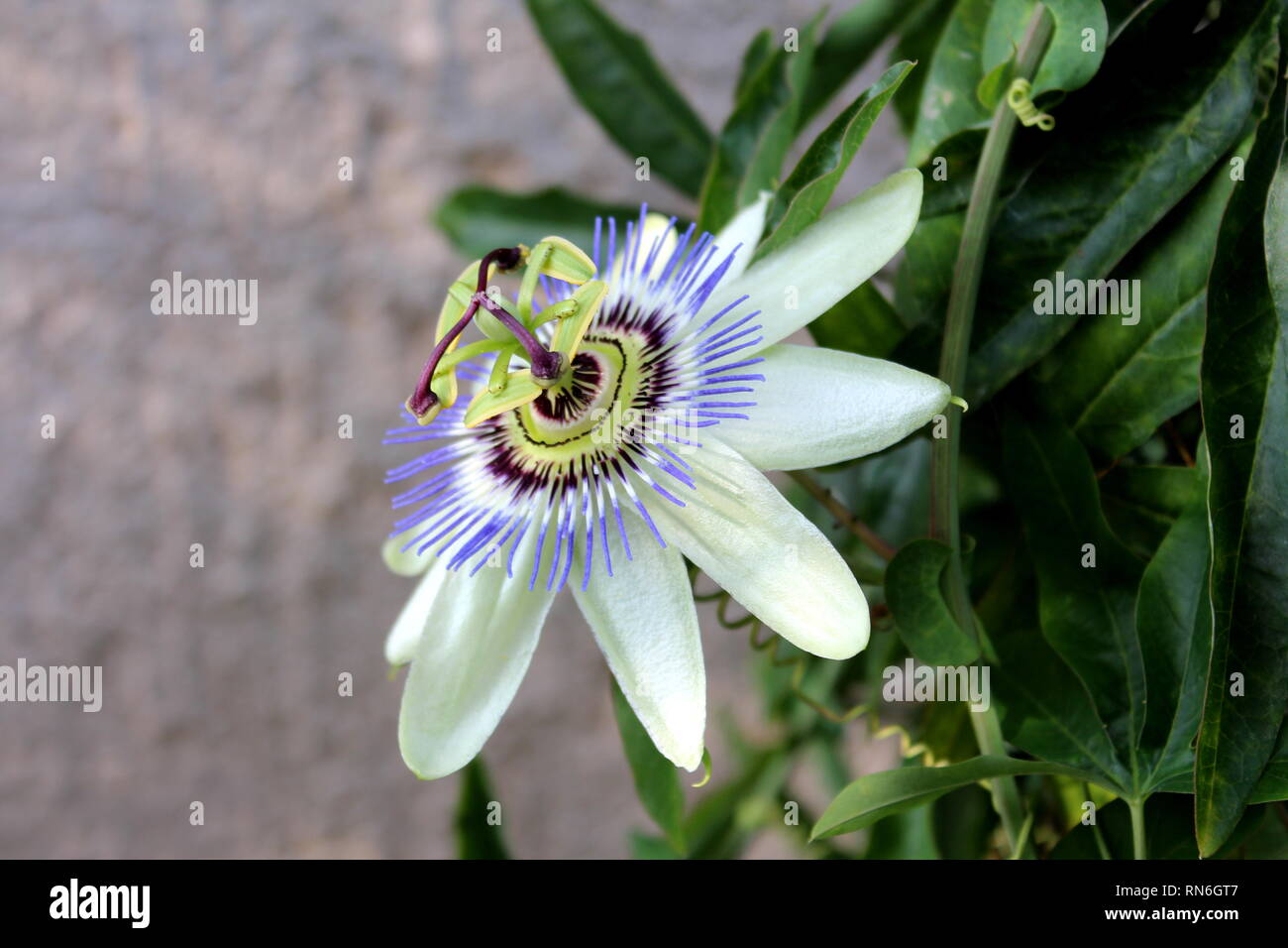 Blooming fully open beautiful unusual Passion fruit or Passiflora edulis or Maracuja or Parcha or Grenadille or Fruit de la passion flower Stock Photo