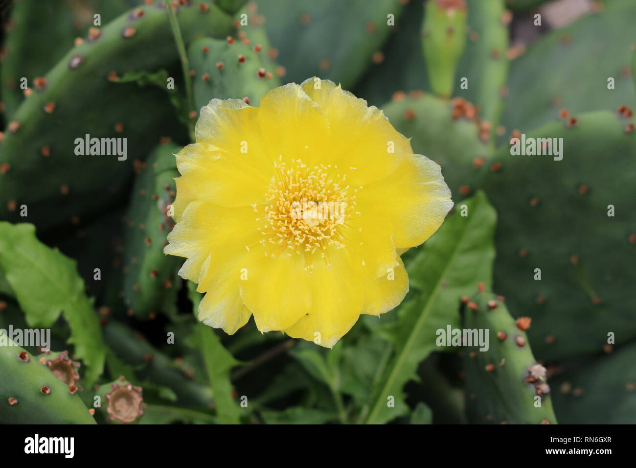 Bright yellow fully open blooming flower of Barbary fig or Opuntia ficus-indica or Prickly pear or Indian fig opuntia or Cactus pear Stock Photo