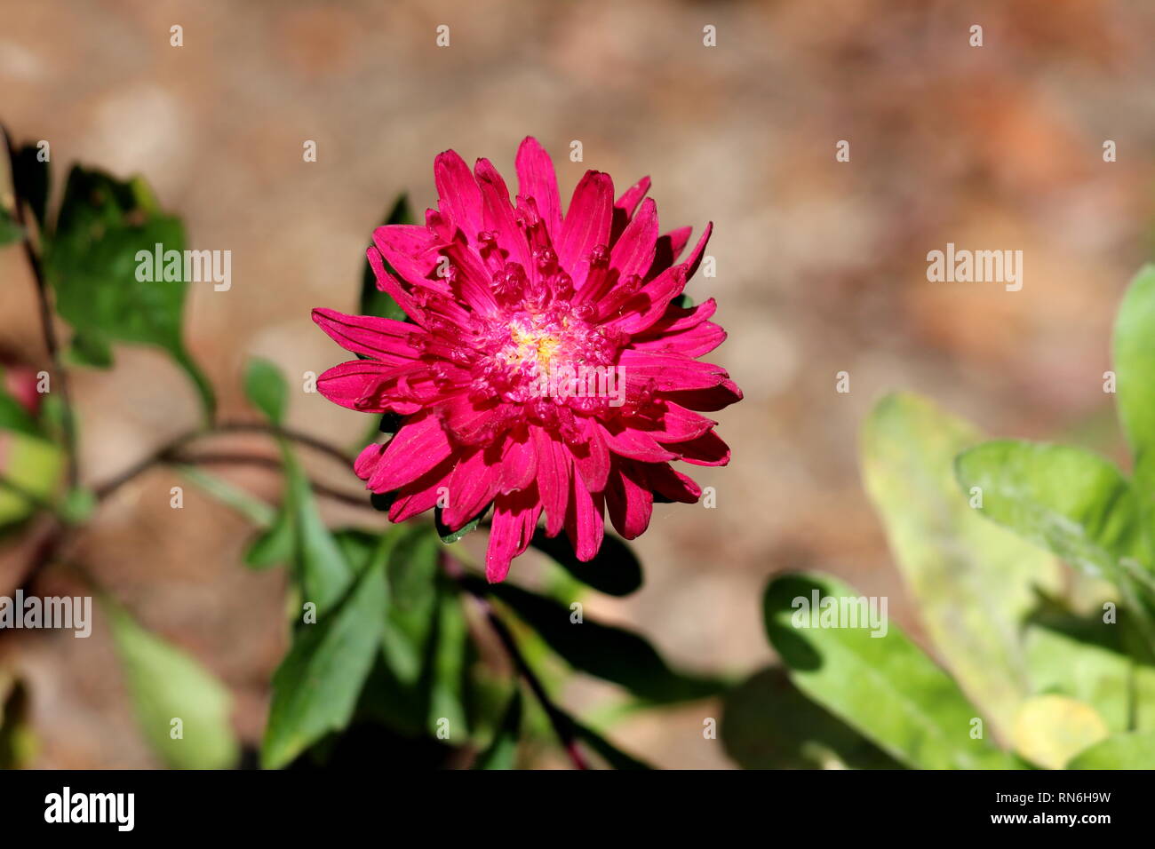China aster or Callistephus chinensis or Annual aster monotypic genus of flowering plant planted in local garden with dense red flower Stock Photo