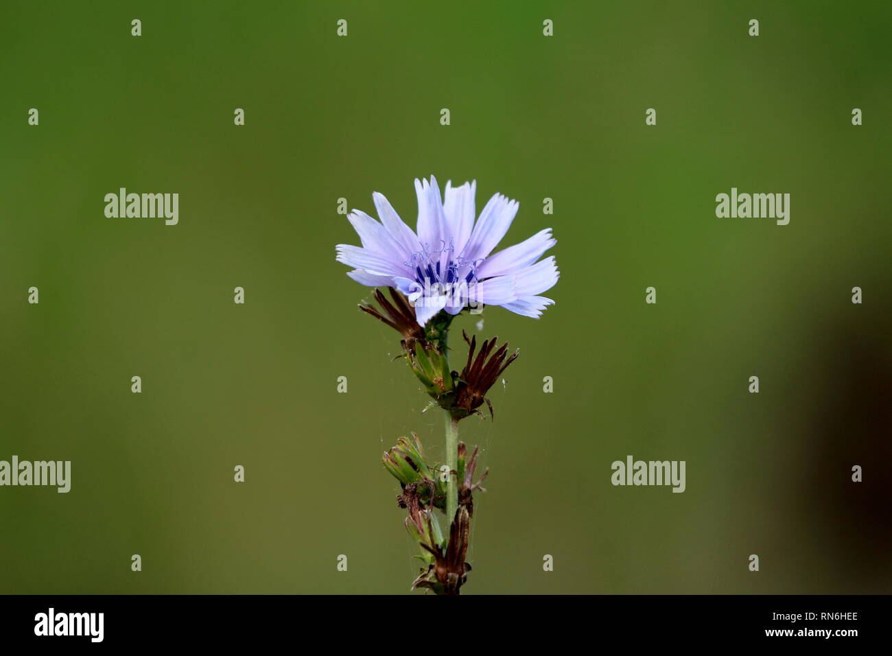Common chicory or Cichorium intybus woody perennial herbaceous plant ...