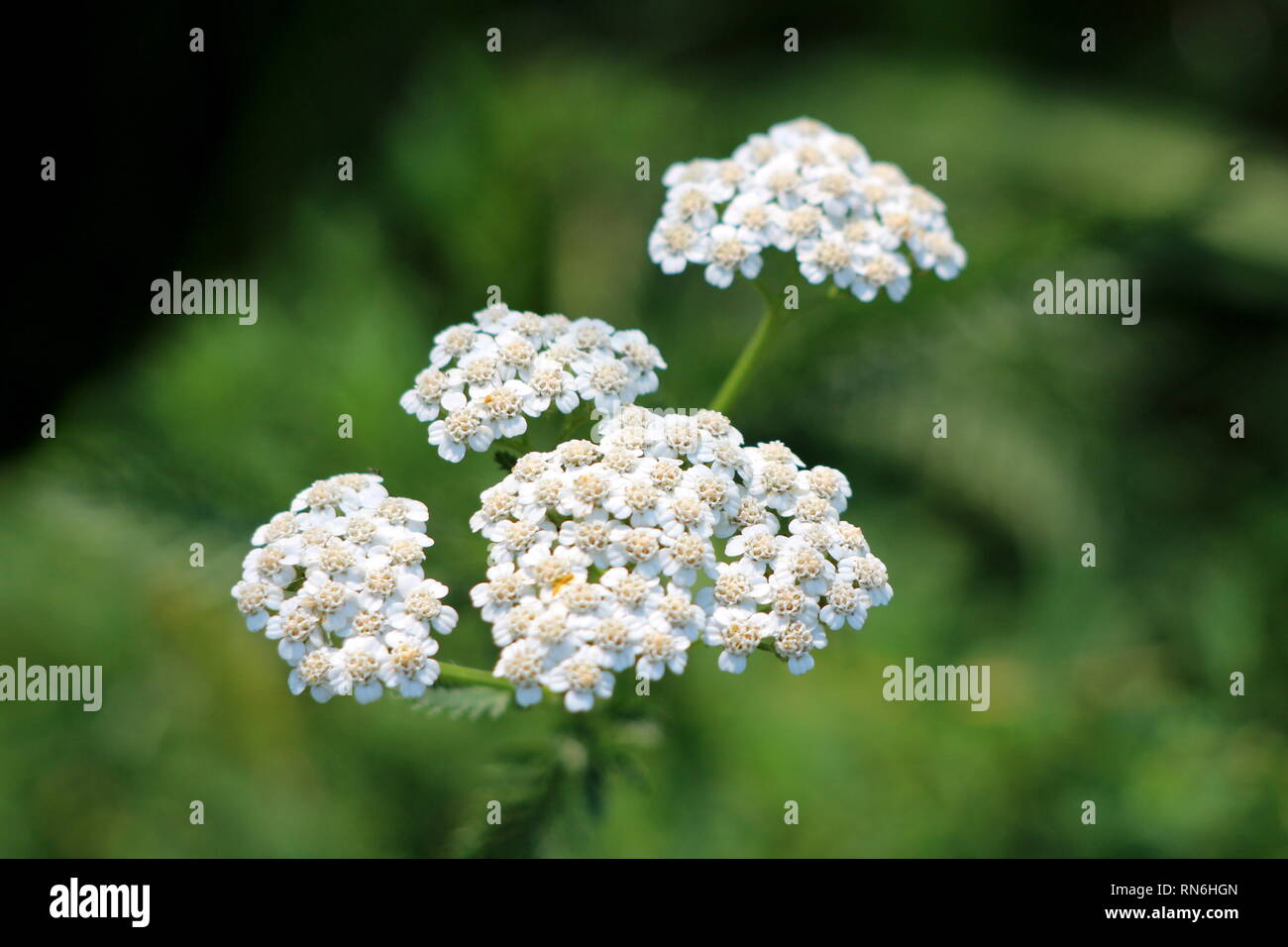 Common yarrow or Achillea millefolium or Plumajillo or Herbal militaris or Gordaldo or Nosebleed plant or Old mans pepper or Devils nettle or Sanguina Stock Photo