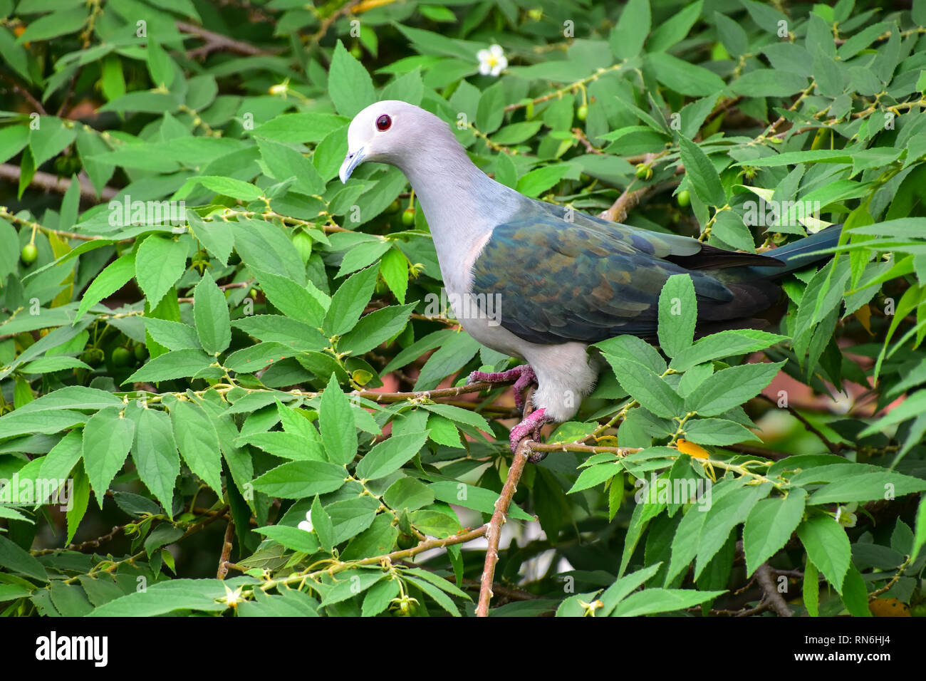 Green Imperial Pigeon, Galle Fort, Galle Sri Lanka Stock Photo