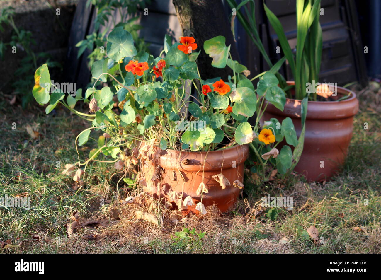 Garden nasturtium or Tropaeolum majus or Indian cress or Monks cress