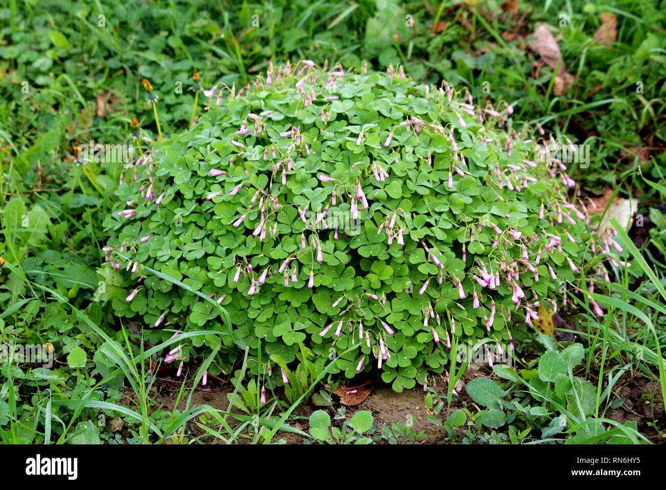 Good luck plant or Oxalis tetraphylla or Iron cross flower or Iron cross oxalis or Red flowers or Foliage plant bulbous perennial plant Stock Photo