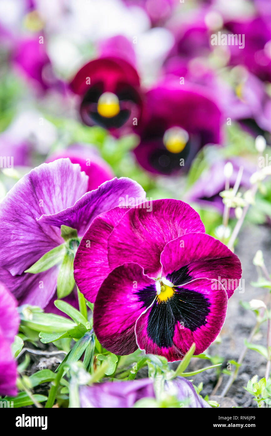 Purple pansies in the garden. Beauty in nature. Seasonal natural scene
