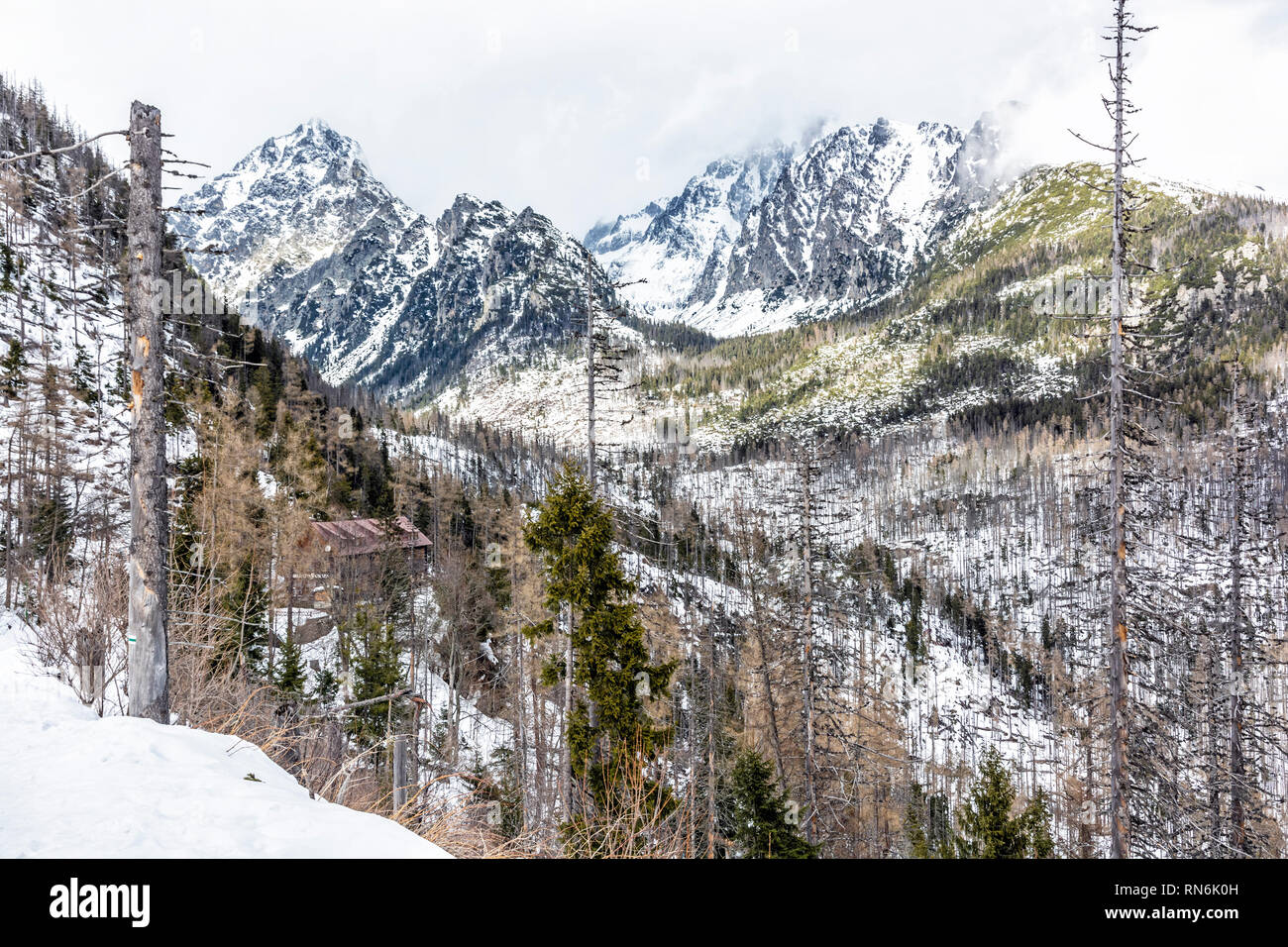 Spruce forest after natural disaster and snowy peaks in High Tatras ...