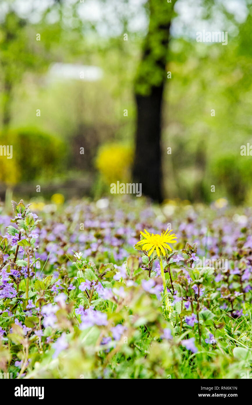 Detail photo of spring meadow. Seasonal natural scene. Stock Photo