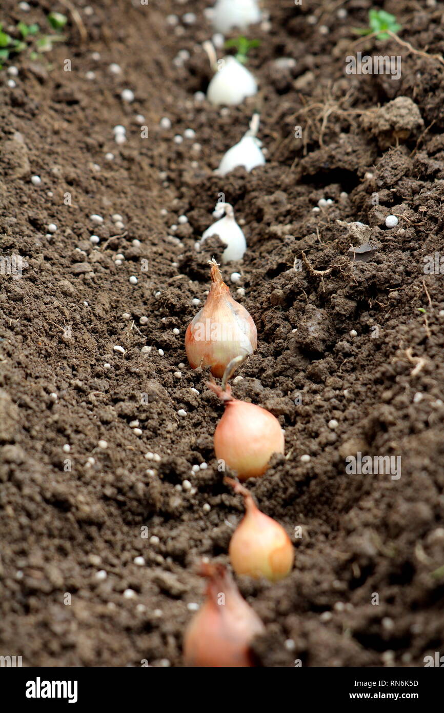 Onion types hi-res stock photography and images - Alamy