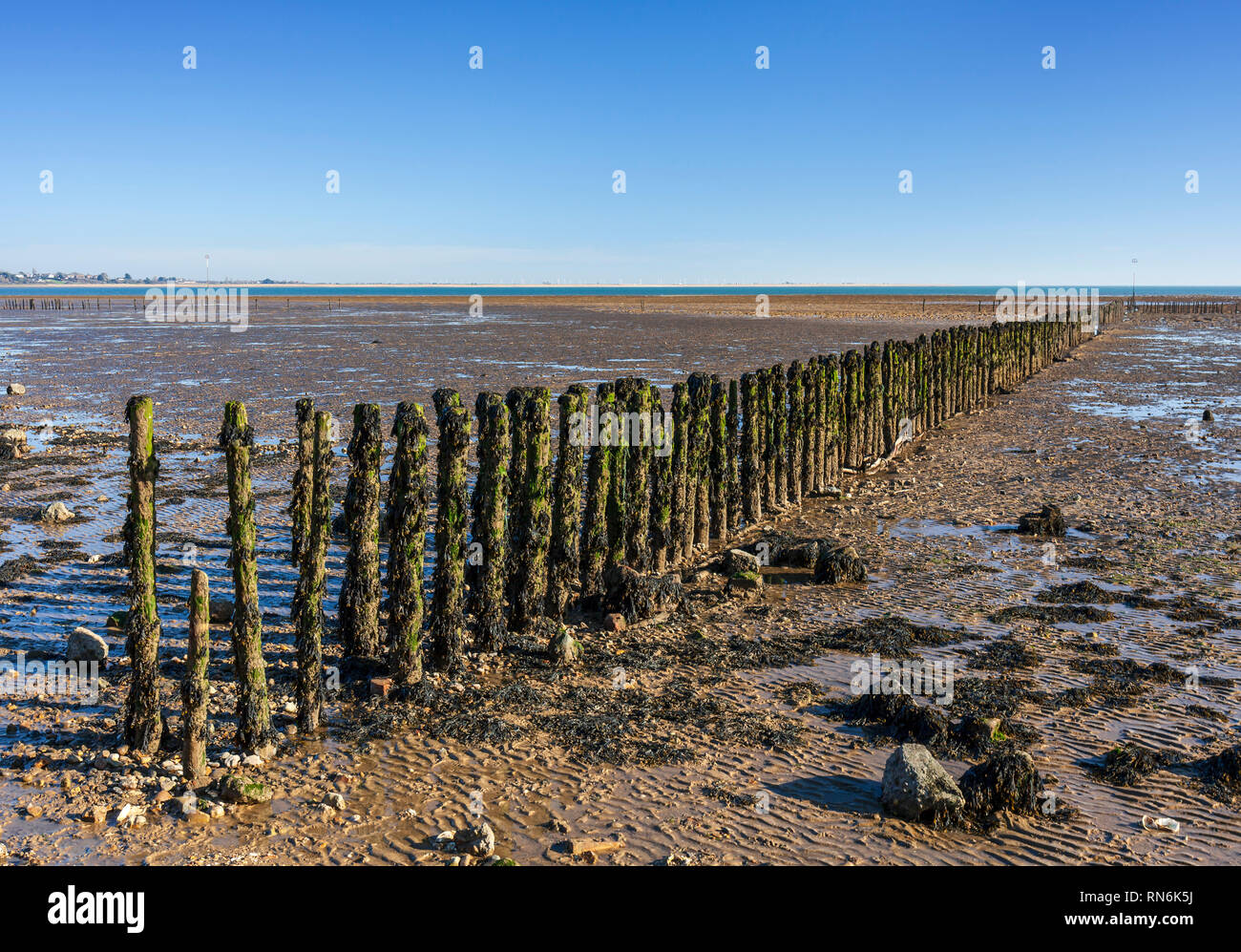 Polder scheme constructed on the mudflats using brushwood breakwaters. Cudmore Grove Country Park, East Mersea, Essex. Stock Photo