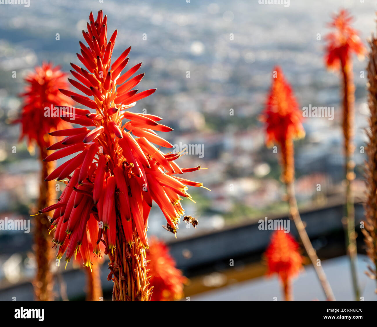 Aloe vera, Funchal, Madeira December 208 Stock Photo