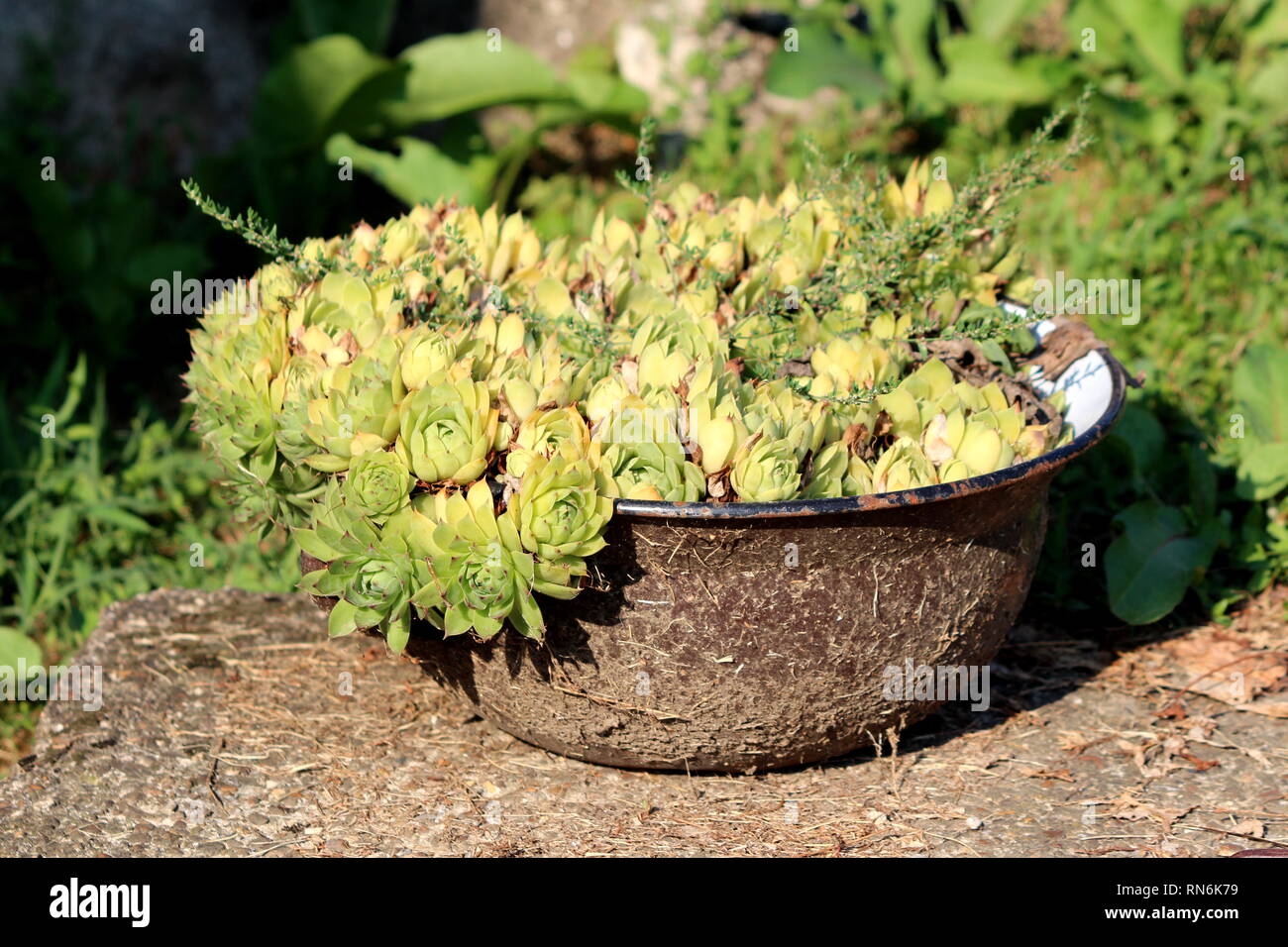 Multiple Houseleek or Sempervivum or Liveforever or Hen and chicks succulent perennial plants