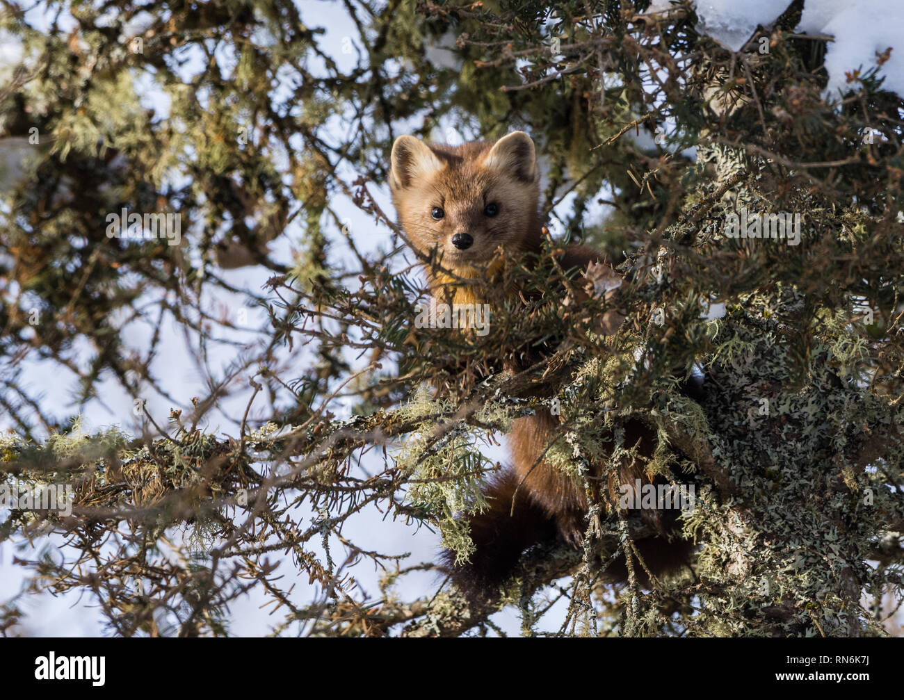 An American Pine Marten (Martes americana) looking through branches of a juniper tree. Duluth, Minnesota, USA. Stock Photo