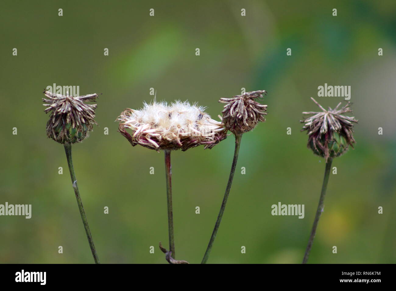 Shriveled Leaves Stock Photos & Shriveled Leaves Stock ...