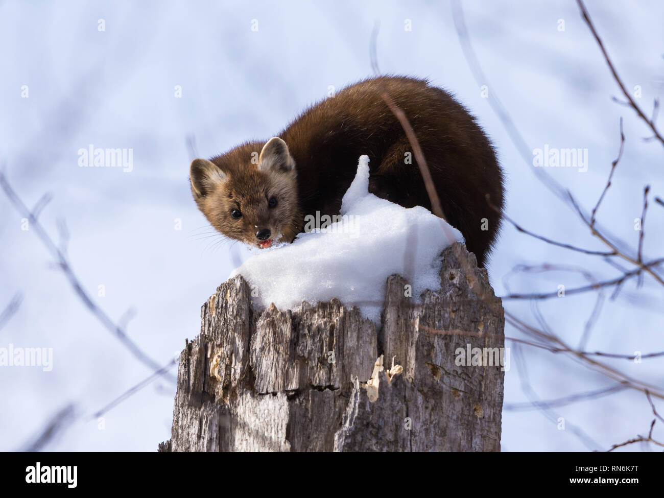 An American Pine Marten Martes Americana Sitting On Top Of Snow