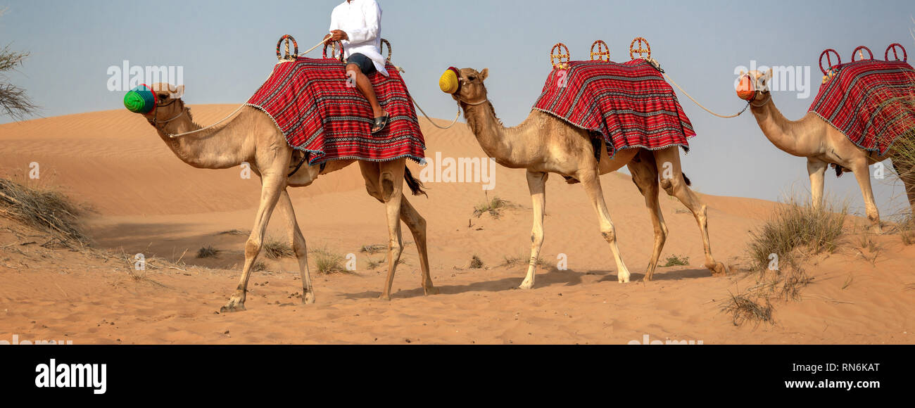 Camels safari in the sand dunes during tourists desert rides in Dubai, United Arab Emirates Stock Photo