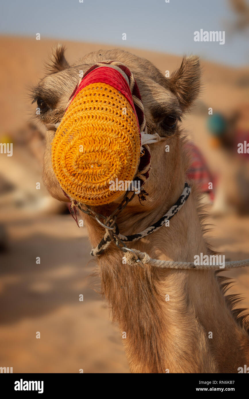 Close up of a camel in the desert in Dubai, United Arab Emirates Stock Photo