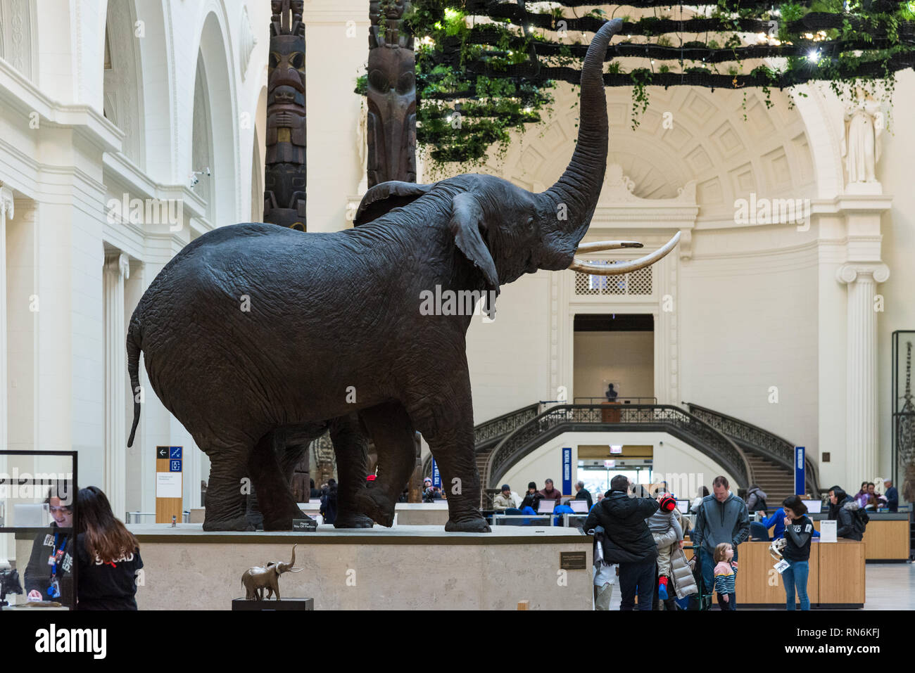 Carl Akeley's Fighting African Elephants taxidermy in display inside
