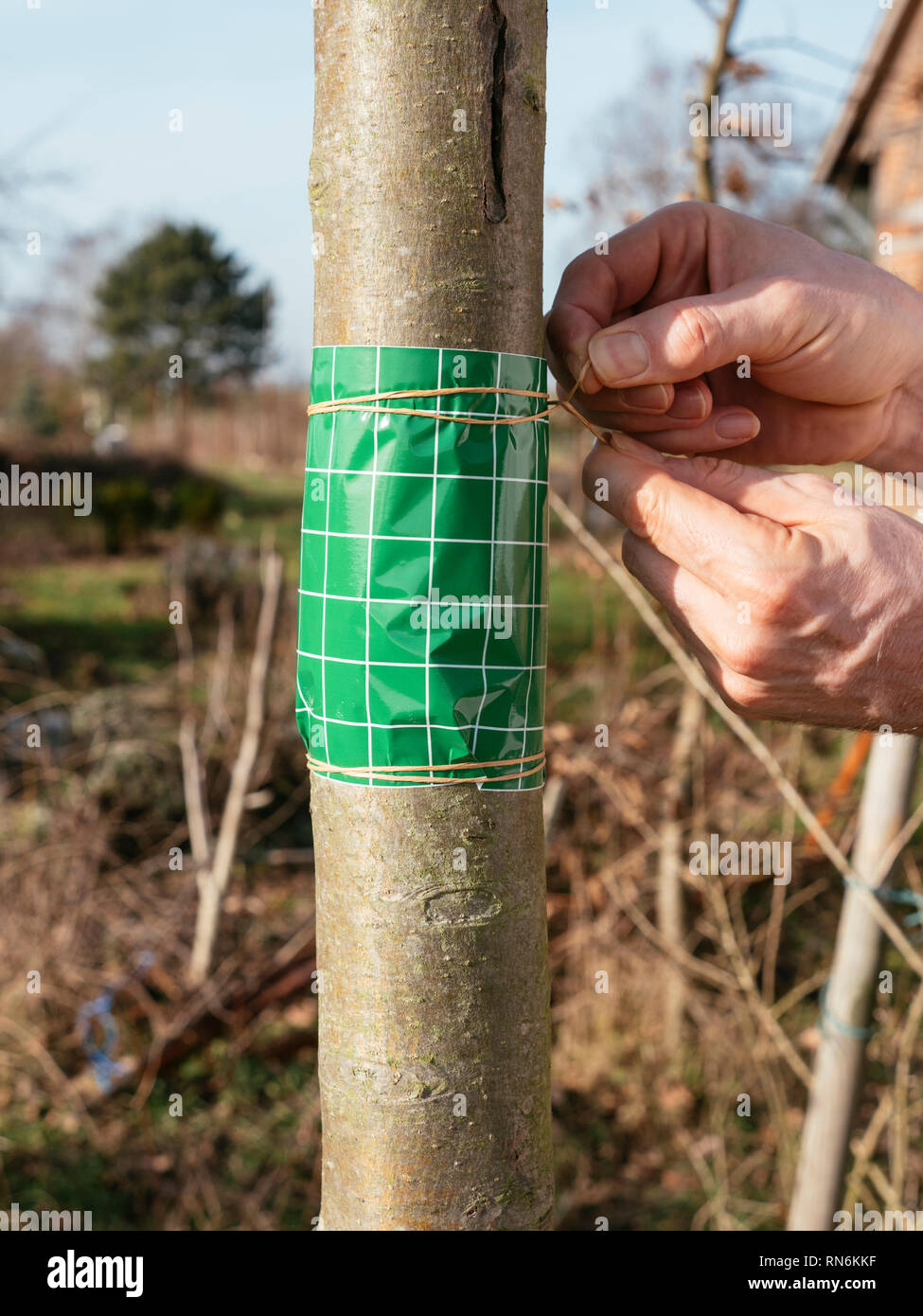 Gardener securing a fruit tree grease band wrapped around an apple tree