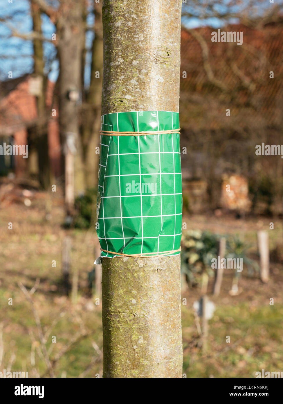 Fruit tree grease band wrapped around an apple tree trunk Stock Photo